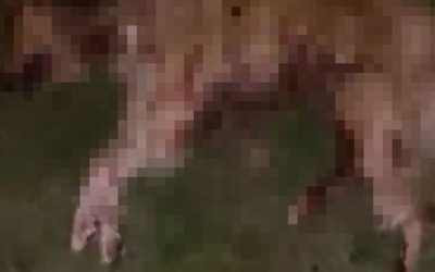 Samsun’da 9 Köpek Cesedi Bulundu