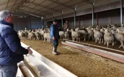 Babasına Kızdı, Hayvancılıkla Zenginleşti: “Memur Olsaydım Bu Kadar Kazanamazdım”