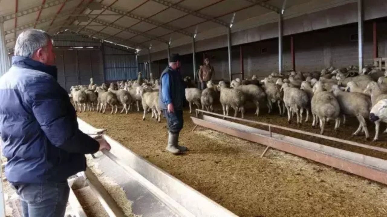Babasına Kızdı, Hayvancılıkla Zenginleşti “Memur Olsaydım Bu Kadar Kazanamazdım”
