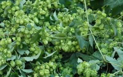 Türkiye’de Tarlada Kalıyor, Avrupa’da Servet Değerinde