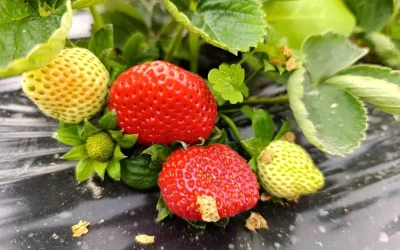 Köprübaşı’nda kış çileği talebi, 200 TL’ye yükseliyor