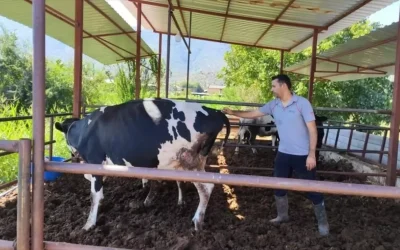 Milas’ta 11 mahalle “şap hastalığı” nedeniyle karantinaya alındı